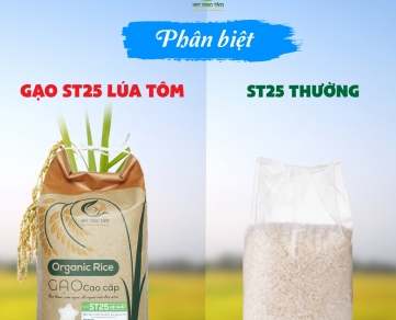 Khám phá Gạo ST25 Sóc Trăng Lúa Tôm Vụ Mới - Chất lượng Thơm Ngon, Dẻo Mềm