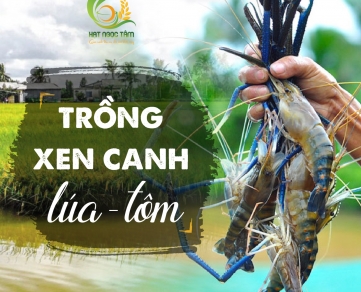 Cửa hàng bán gạo ST25 lúa tôm ngon nhất ở Bình Tân - Gạo Hạt Ngọc Tâm