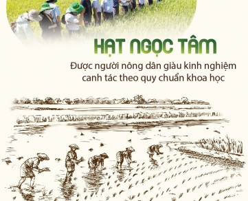 Gạo ngon